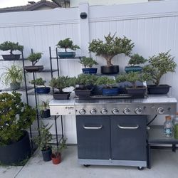 Lo t Of Bonsai