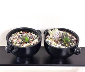 Succulent For Sale 🪴$10.00 each