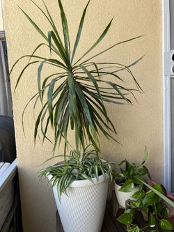 Martha Stewart, Spider Plant