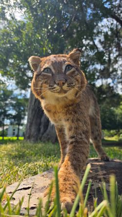 Bobcat