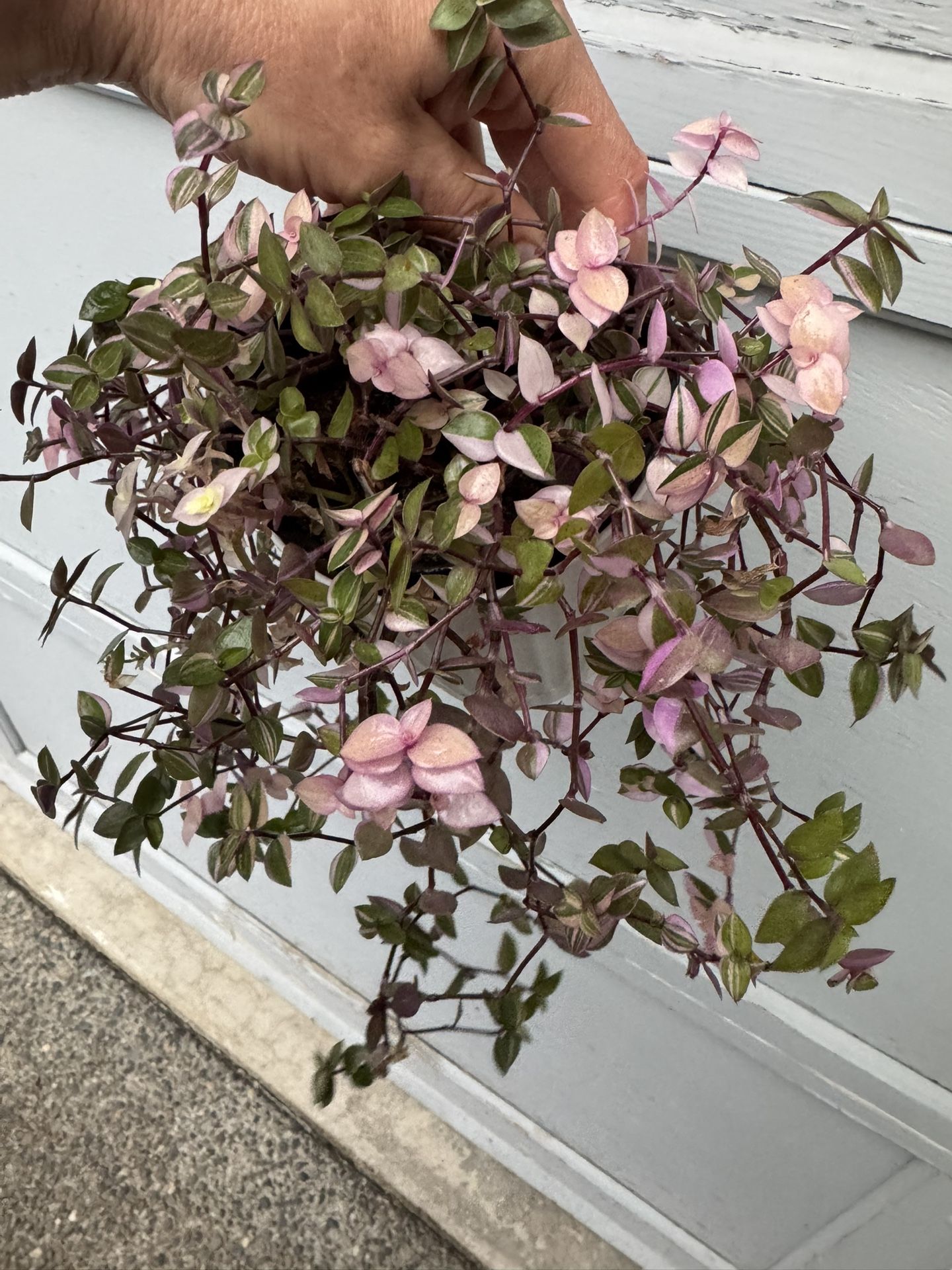 Tradescantia Pink