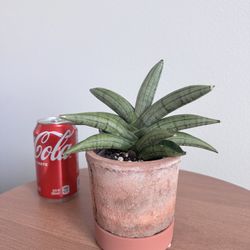 Sansevieria Meedee