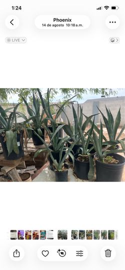 Agave’s
