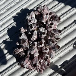 Large barnacle, purple cluster