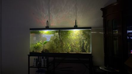SELF SUSTAINING ECOSYSTEM TANK