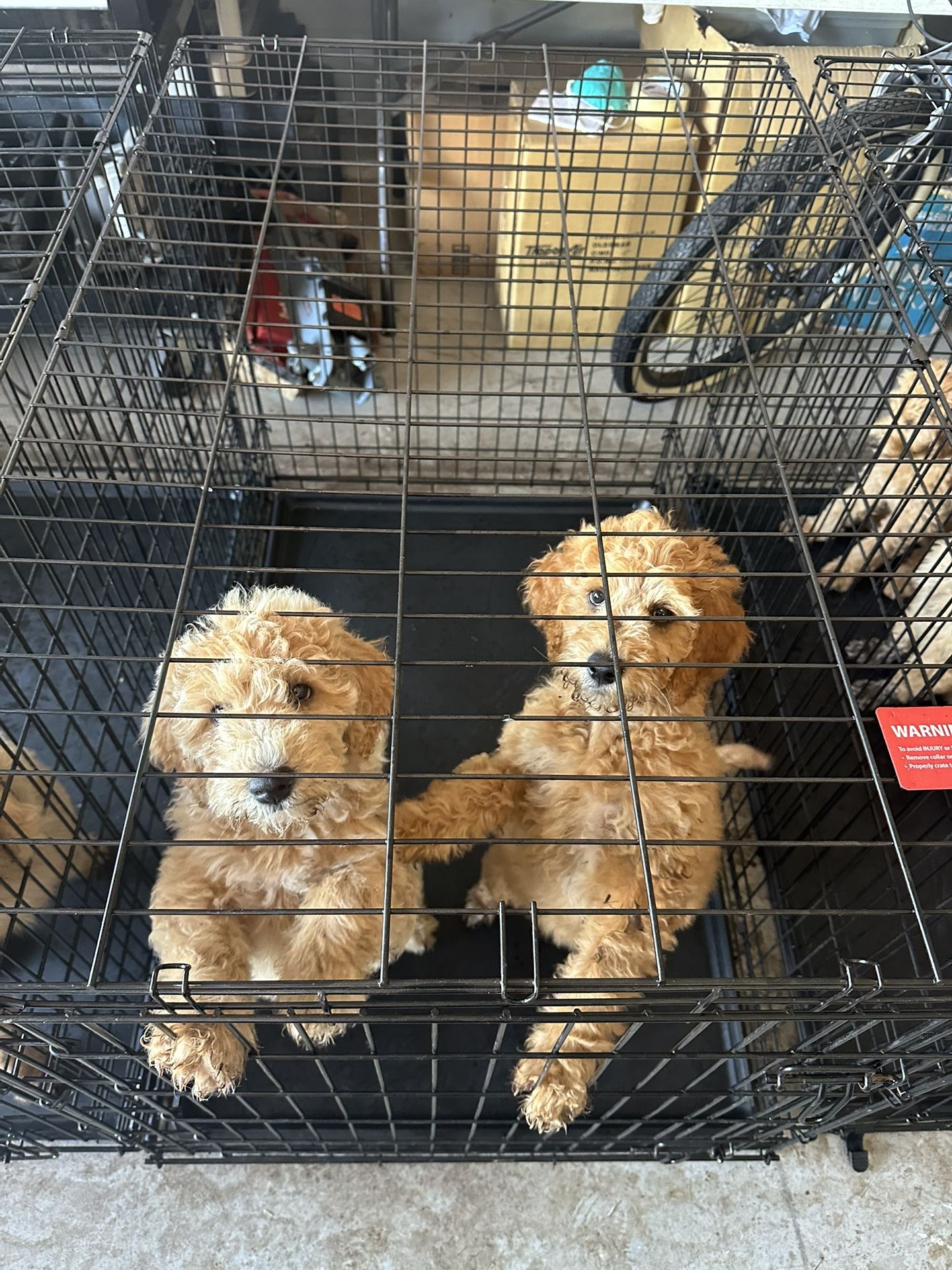 Large Dog Crate