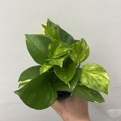 5 Inch Pothos Plant