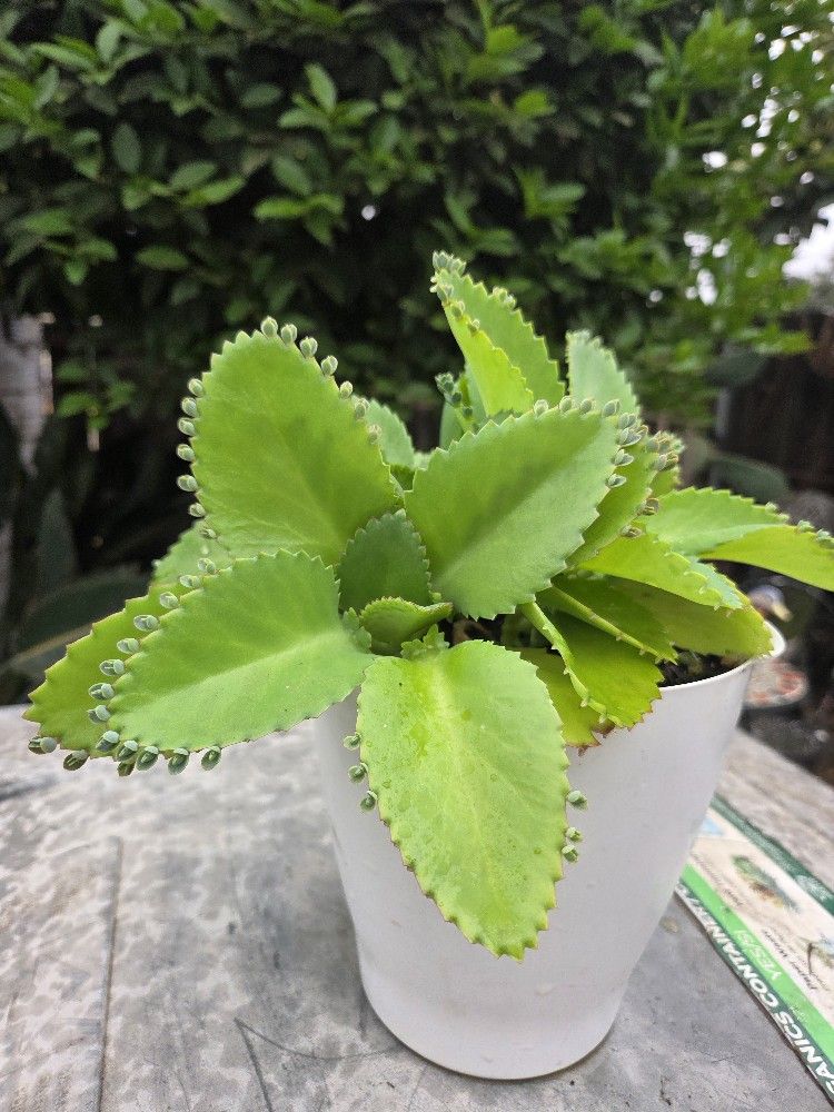 Mother Of Thousands Kalanchoe Succulent Plants