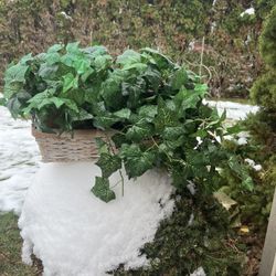 Ivy Basket