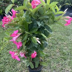 PINK MANDEVILLA VINE (5 Gallon Pot) Vibrant Color