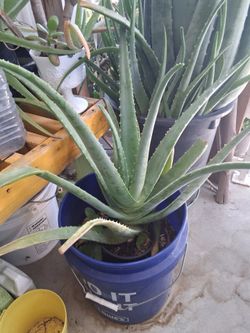 ALOE VERA PLANTS & JADE PLANTS