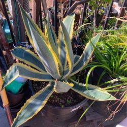 Cactus