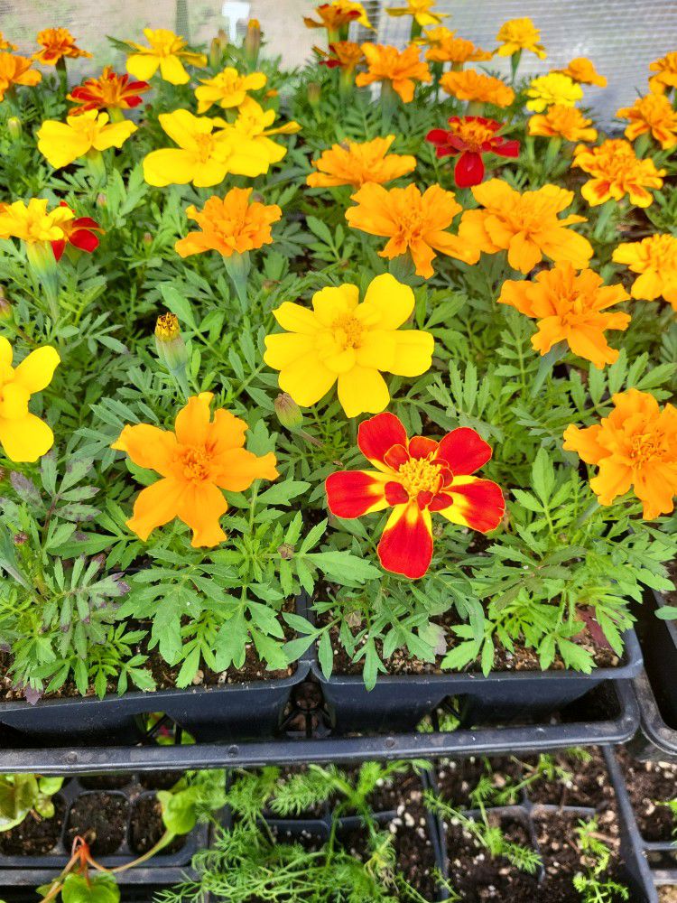 Marigolds- Mixed Colors !  Full 6- 6 Plant Packs/flat