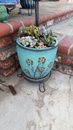 Succulents plant