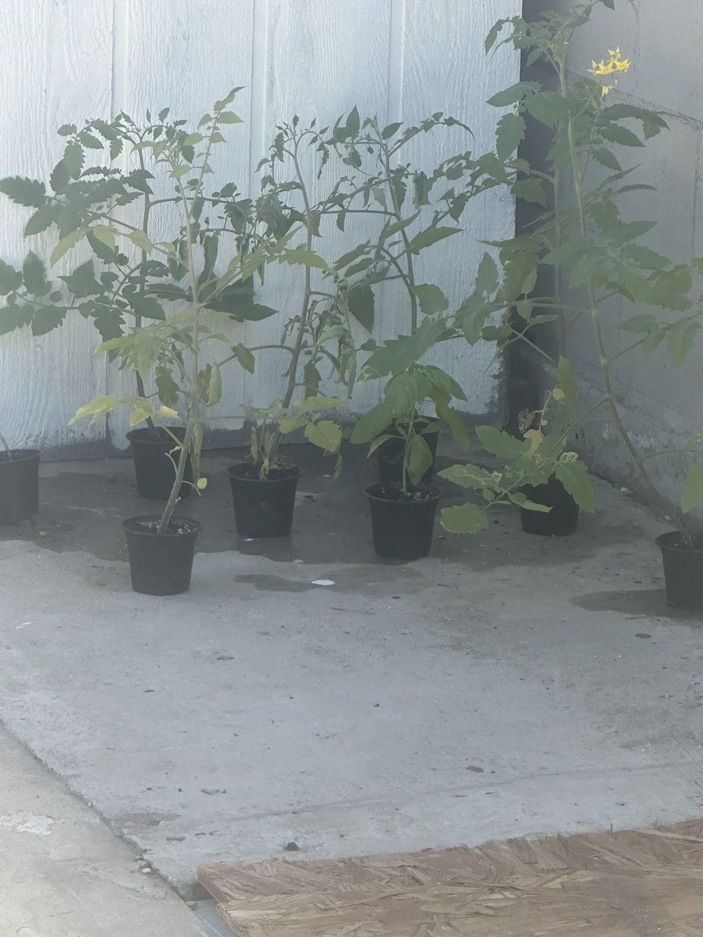 Tomato And Basil Plants Bundle