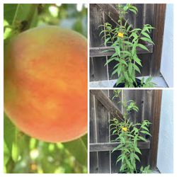 Over 4FT Tall Early Elberta Yellow Peach Grafted Fruit Tree 5 Gallon