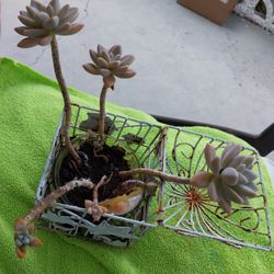 Caged Succulents 