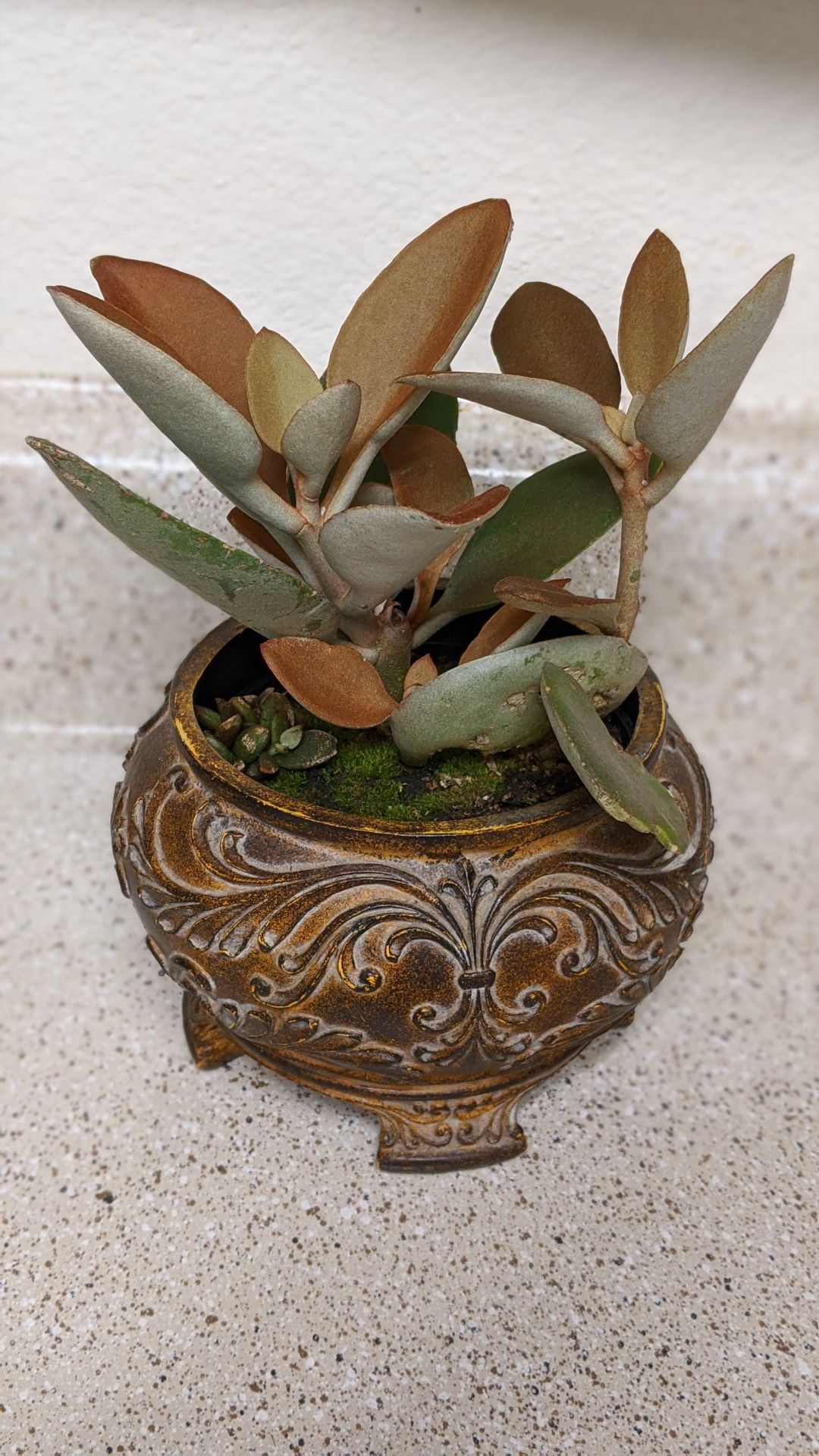 'Copper Spoon' Kalanchoe Succulent in Antiqued Acrylic Pot