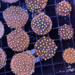 Multiple Artificial Coral Frags