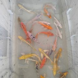 Koi Pond 