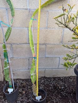 Dragon Fruit- Connie Mayer Variety
