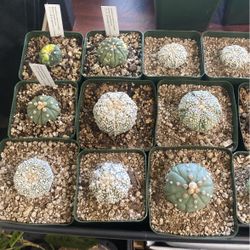 Astrophytum / Gymnocalycium