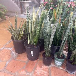 Snake plant $20 each indoor outdoor houseplants they filter the air