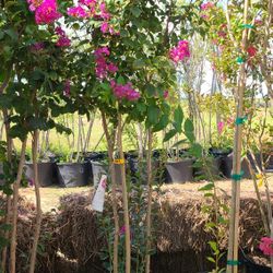 Crape Myrtle Trees 15gallon Diferentes Colores 
