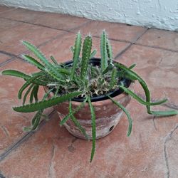 LONG STEM CACTUS 🌵 PLANT 🪴 