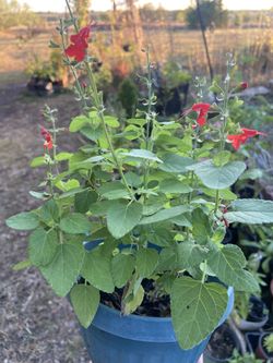 Red Salvia / Scarlet Sage 