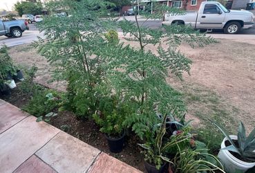 Garden Sanctuary Plants For Sale