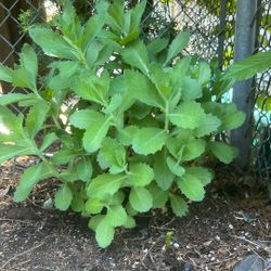 Plants 