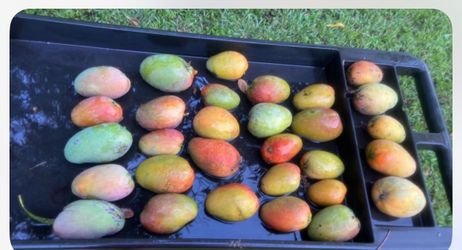 30 mango ripe