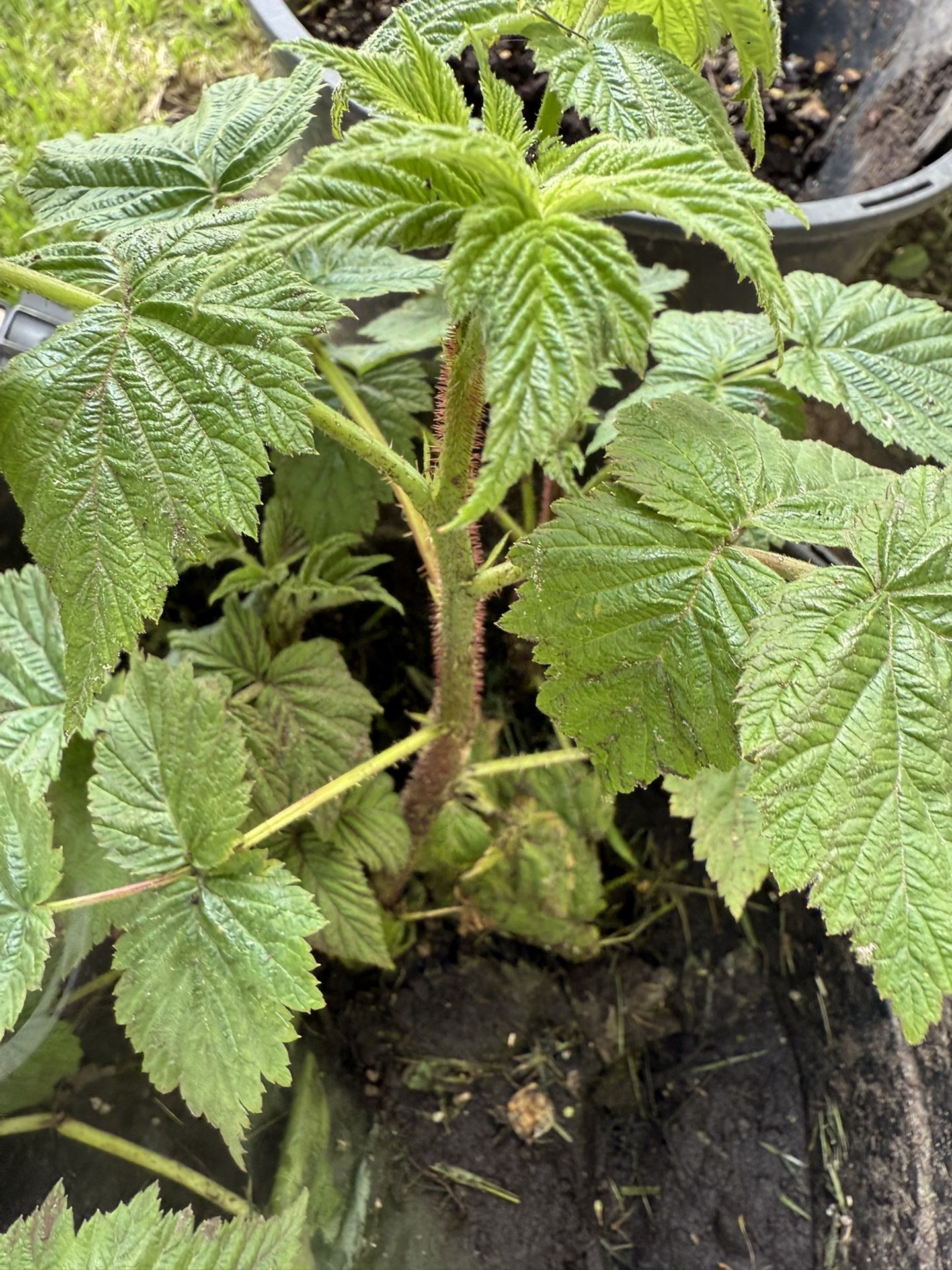 Raspberry Plant