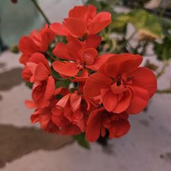 Orange Flowering Plants 