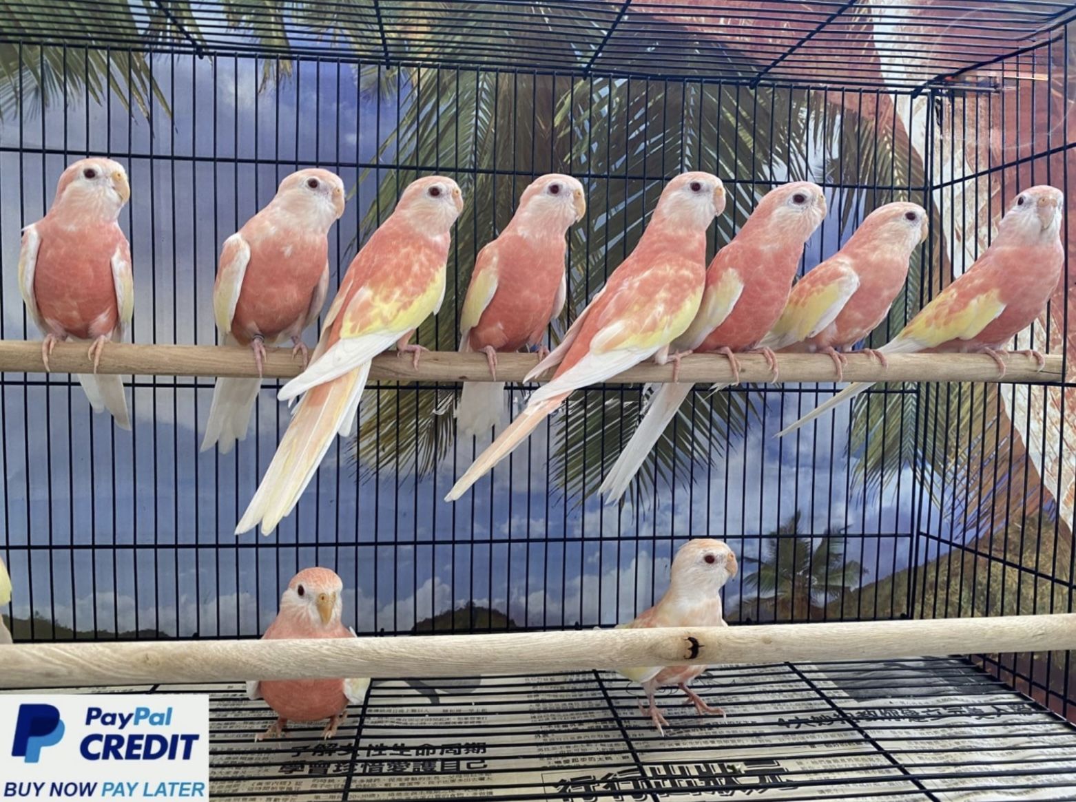 Rubino Bourke Parakeets for sale (Parrot)