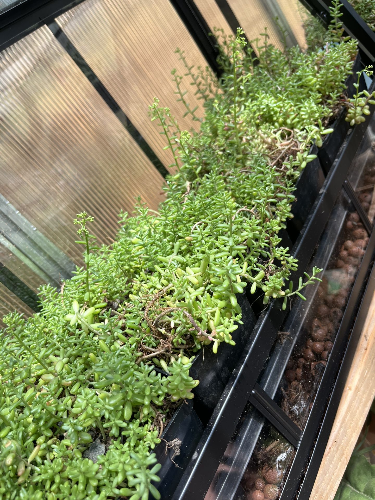Stonecrop Sedum Succulent