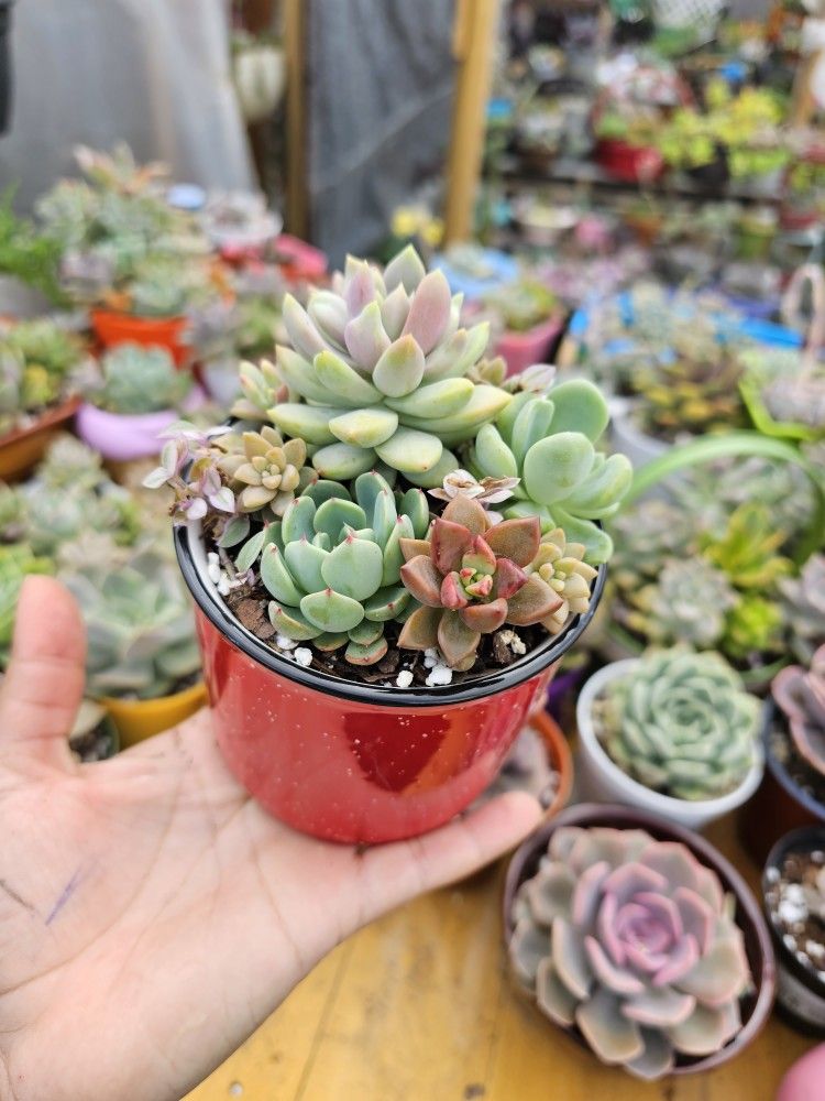 succulent arrangement