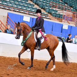 Horse for sale, Arabian gelding, multi-champion in dressage
