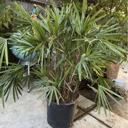 Specialty***huge ~5ft (17” pot) Lady Palm, Rhapis Excelsa, Indoor/outdoor 95820