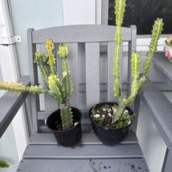 2 dragon bone cactus Price takes both