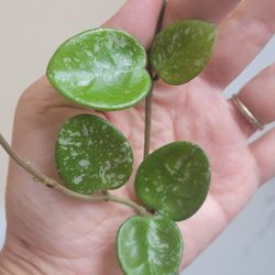 Hoya Mathilde Super Splash Cutting