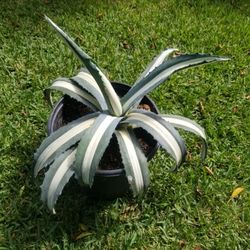 Potted Agave Plant