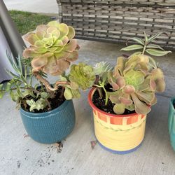Succulents 