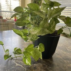 Telephone Plant $12.00