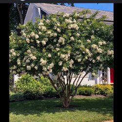 Crape Myrtle white trees