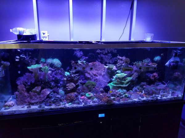 Aquarium 250 Gal reef ready aquarium for Sale in Placentia, CA - OfferUp