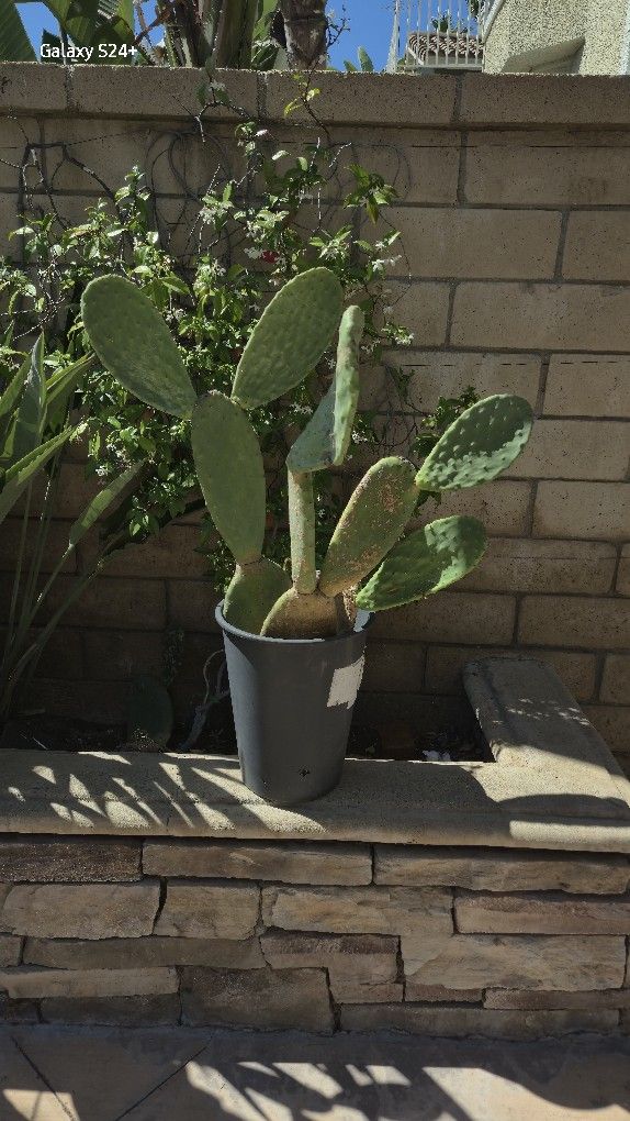 FREE. Bunny Ear Cactus Pot