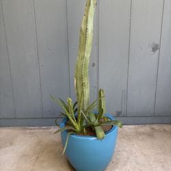 Beautiful Blue Glazed Pot With Cactus And Agaves