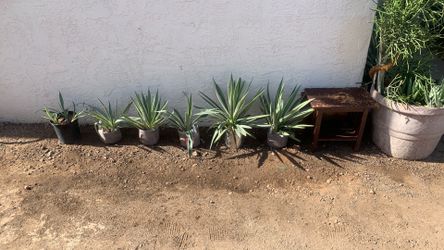 CARIBBEAN AGAVE  CACTUS